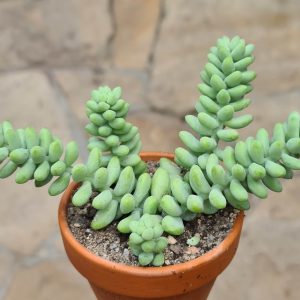 Sedum morganianum