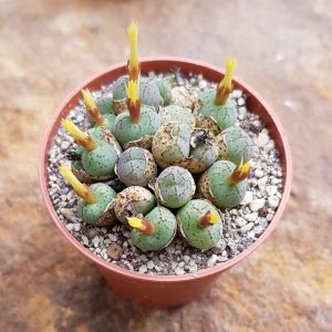 Conophytum uvaeforme