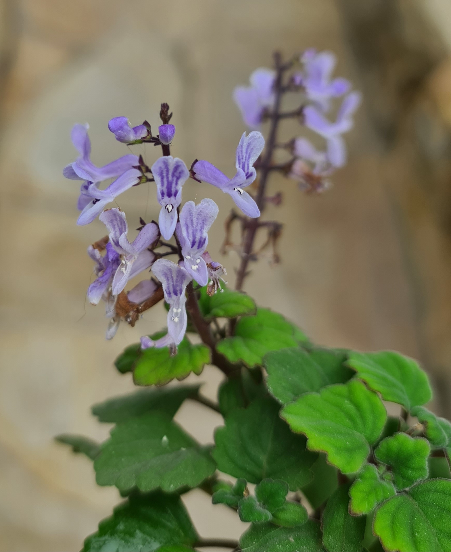 Plectranthus ernstii