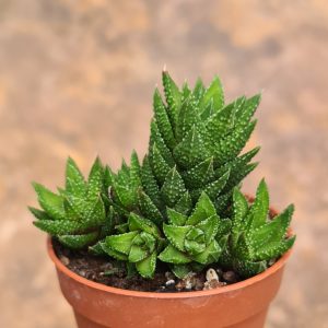Haworthia spec.