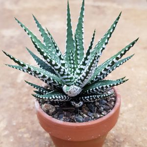 Haworthia fasciata cv. Big Band