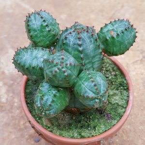 Euphorbia obesa x globulosa