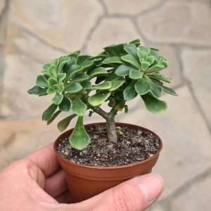 Aeonium domesticum