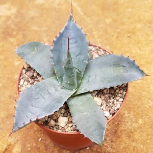 Agave parasana
