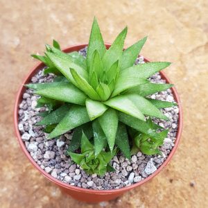 Haworthia chioracantha v. denticulifera