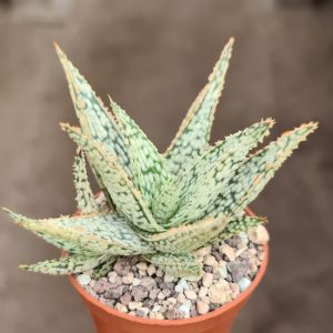 Aloe c.v. Diego