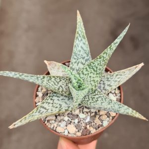 Aloe c.v. Snow Flake