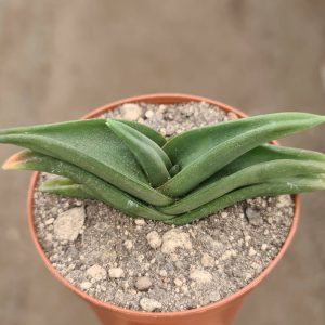 Aloe fleurentiniorum