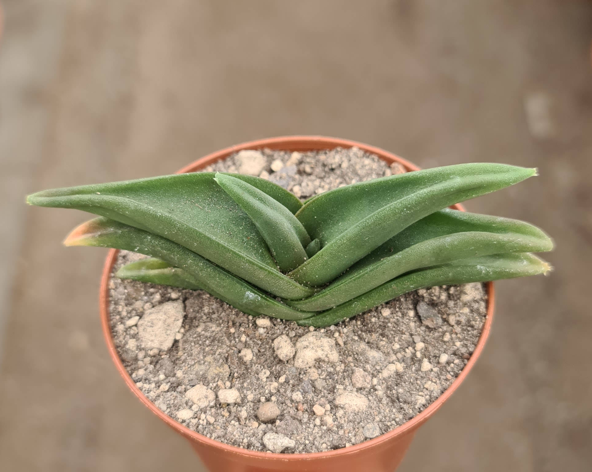 Aloe fleurentiniorum