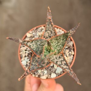 Aloe c.v. Neon Lights x Christmas Carol