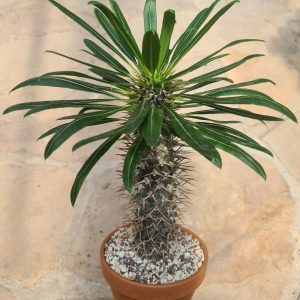 Pachypodium lamerei