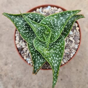 Aloe ruffingiana