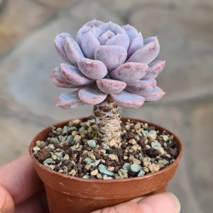 Echeveria elegans var. albicans