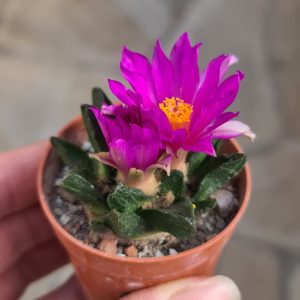 Ariocarpus scapharostrus Rayones