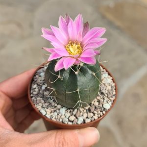 Echinocereus knippelianus