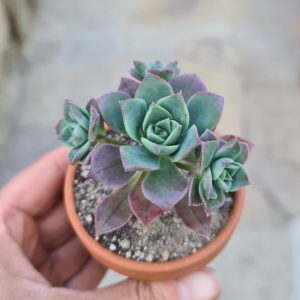Aeonium haworthii