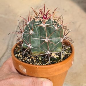 Ferocactus gracilis