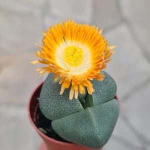 Pleiospilos nelii