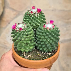 Mammillaria toluca