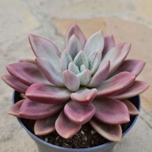 Pachyveria 'Rosy Crow'