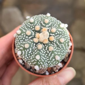 Astrophytum asterias hybr.