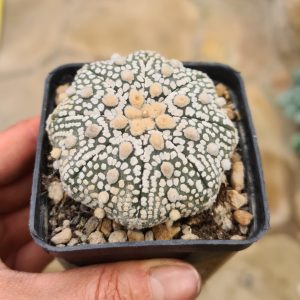 Astrophytum asterias cv. Super Kabuto