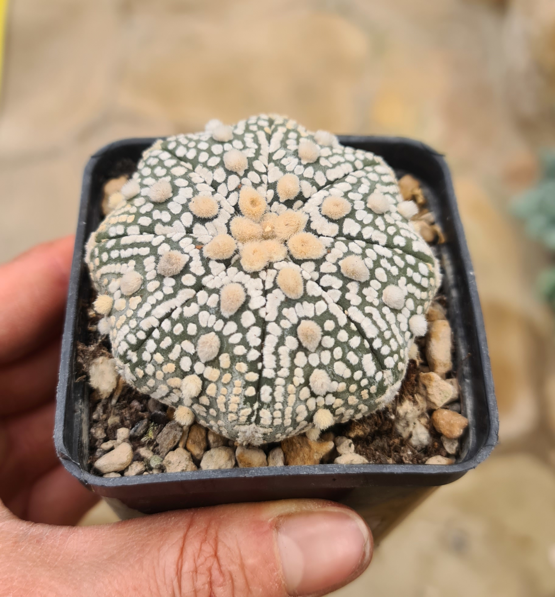 Astrophytum asterias cv. Super Kabuto