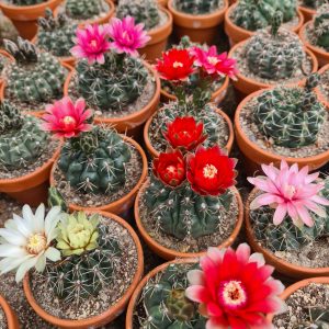 Gymnocalycium baldianum