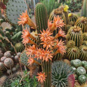 Hildewintera aureispina - Hybr.