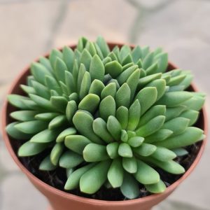 Anacampseros marlothii