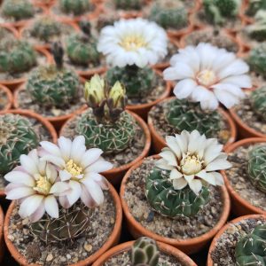 Gymnocalycium quehlianum