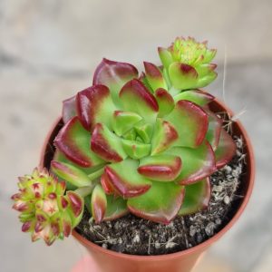 Sedeveria 'Letizia'