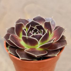 Sempervivum 'Hauswurz; Steinrose'