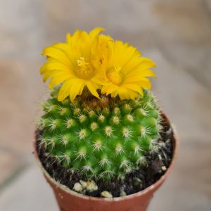 Parodia Saint-pieana