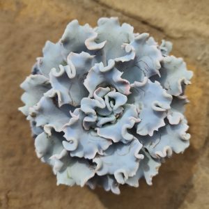 Echeveria cv. Crispate Beauty