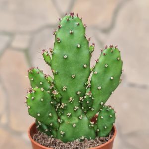 Opuntia monacantha