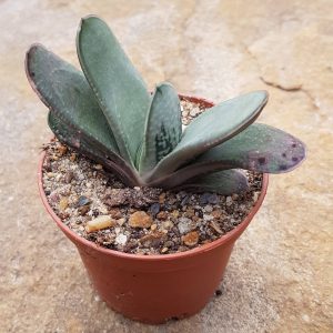 Gasteria c.v. Smokey