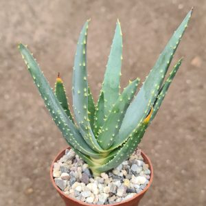 Aloe dichotoma