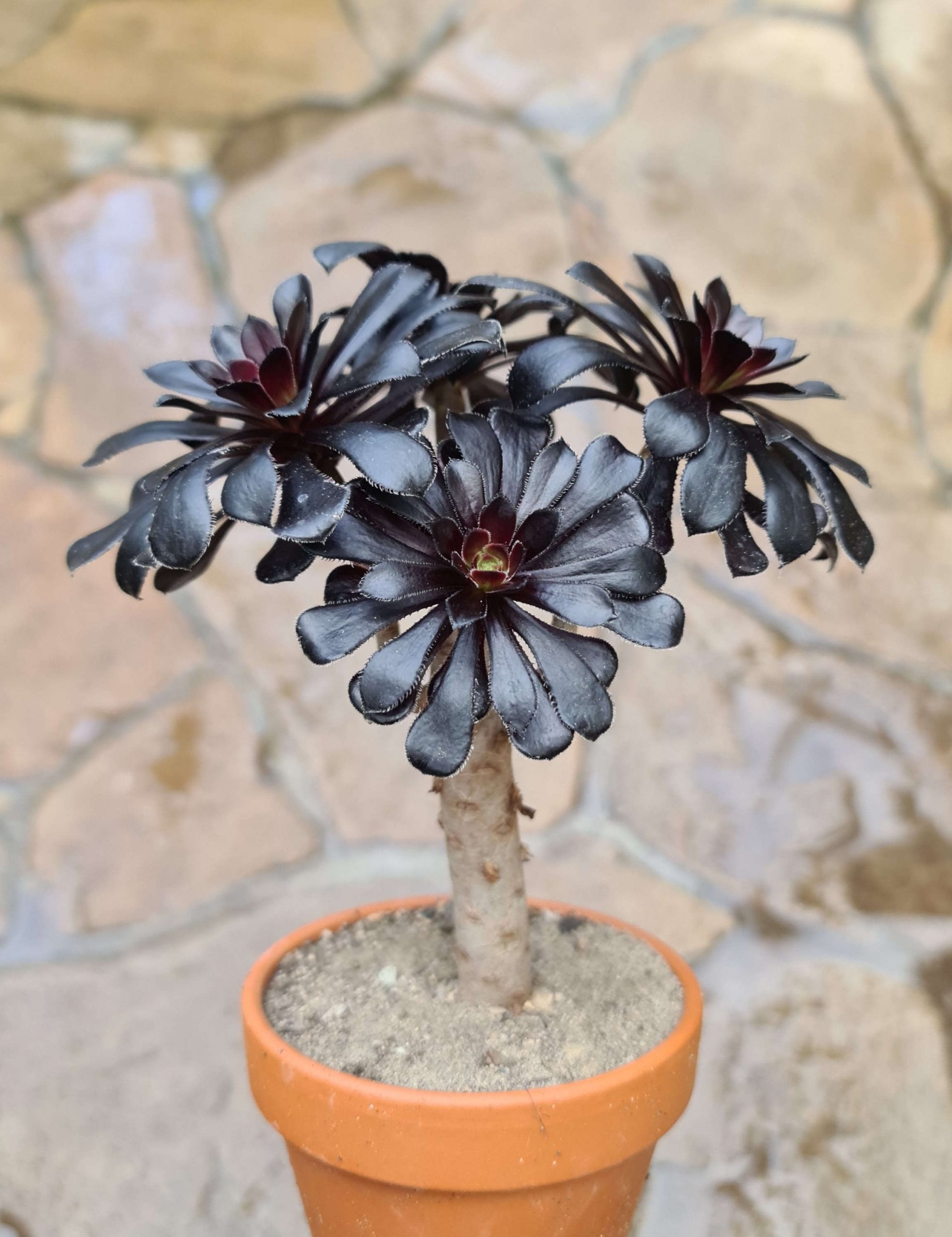 Aeonium arboreum cv. Schwarzkopf