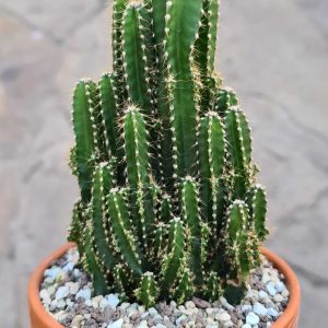 Cereus peruvianus cv. Florida
