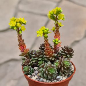 Cremnosedum-cv.-Little-Gem
