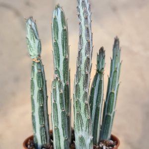 Senecio stapeliiformis