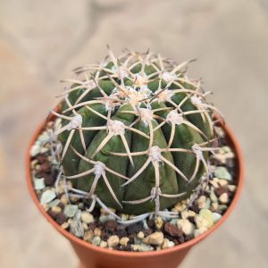 Gymnocalycium spegazzinii Tom 06-81/1 El Obelisco
