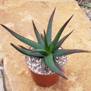Gastroaloe cv. Midnight