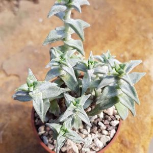 Crassula deltoides