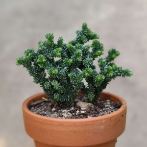 Crassula lycopodioides monstruosa