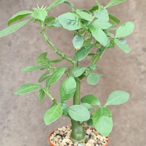 Dorstenia hildebrandtii