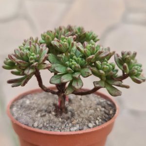 Aeonium sedifolium minima