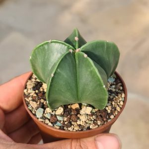 Astrophytum myriostigma nudum