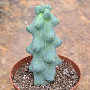 Myrtillocactus geometrizans cv. fukurokuryuzinboku